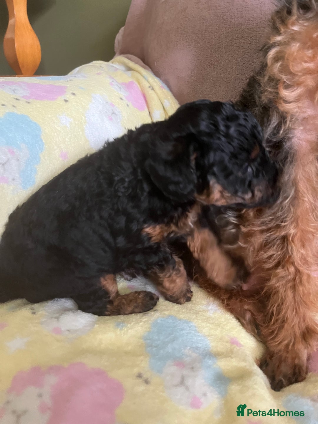 Jackapoo dogs for sale: Adorable (85% Toy Poodle) Jackapoo pups  - Image 17