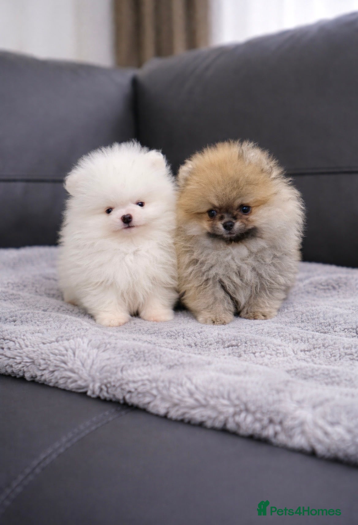 Pomeranian dogs 💙Teddy🐻Very Tiny🩷Super Quality  - Advert 1