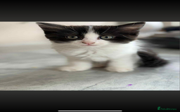Ragdoll cats for sale: Ragdoll kittens  - Image 4