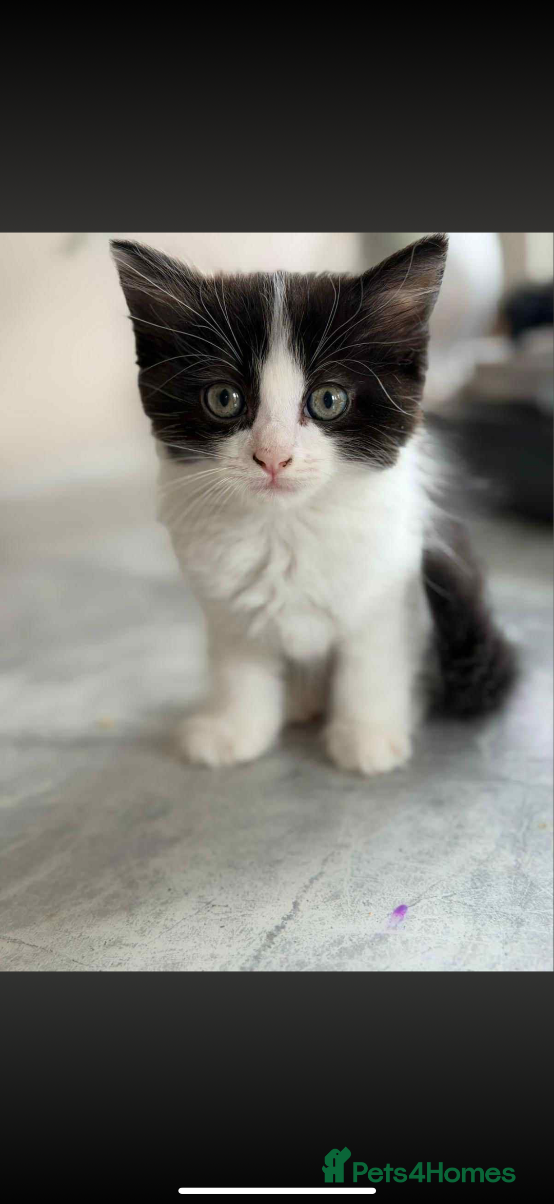 Ragdoll cats for sale: Ragdoll kittens  - Image 4
