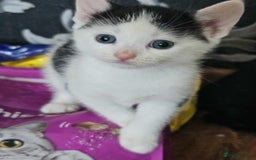 Mixed Breed cats for sale: 6 beautiful boys  - Image 4
