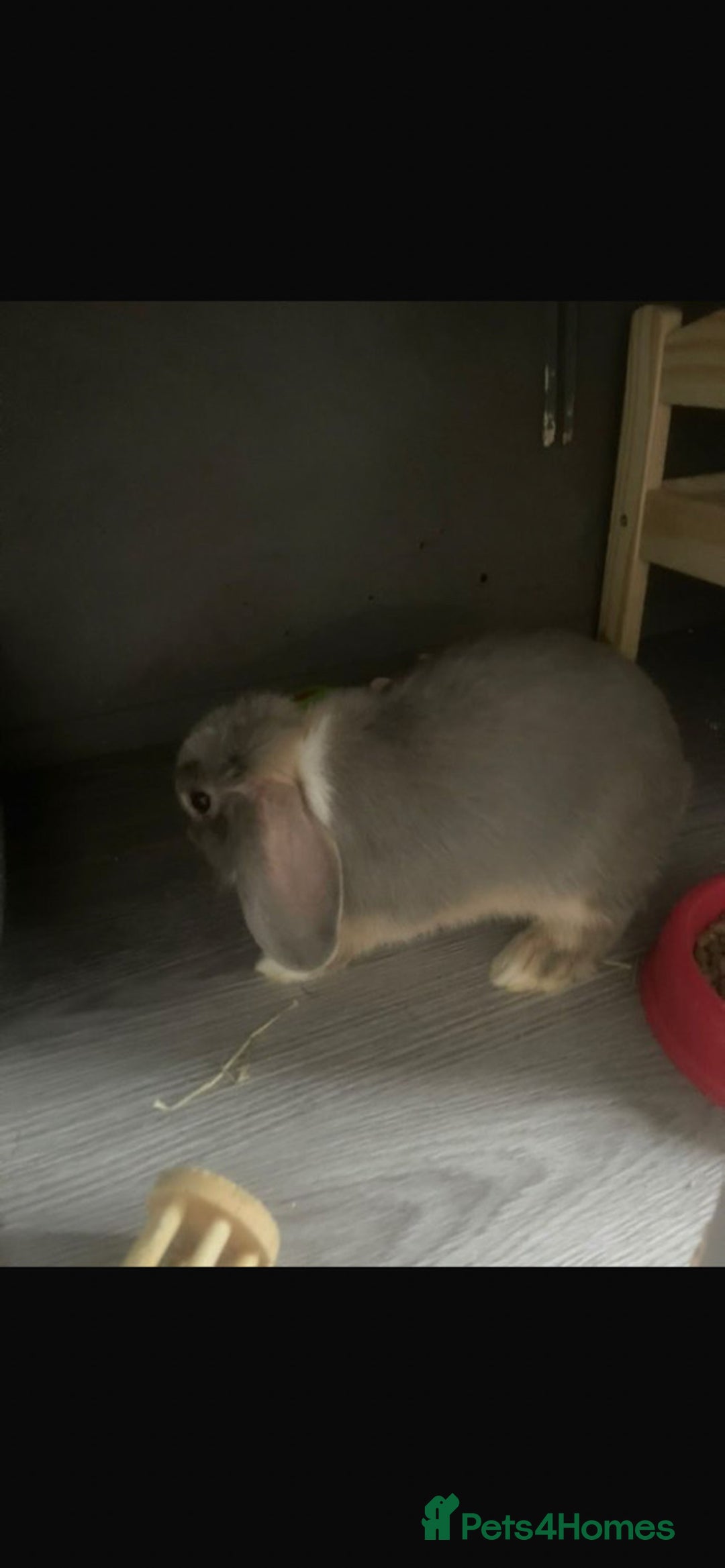 Mini Lop rabbits for sale: Downsizing various mini lops - Image 2