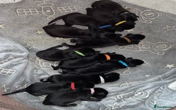 Mixed Breed dogs for sale: YOUR NEW BEST FRIEND IS WAITING!  - Image 39