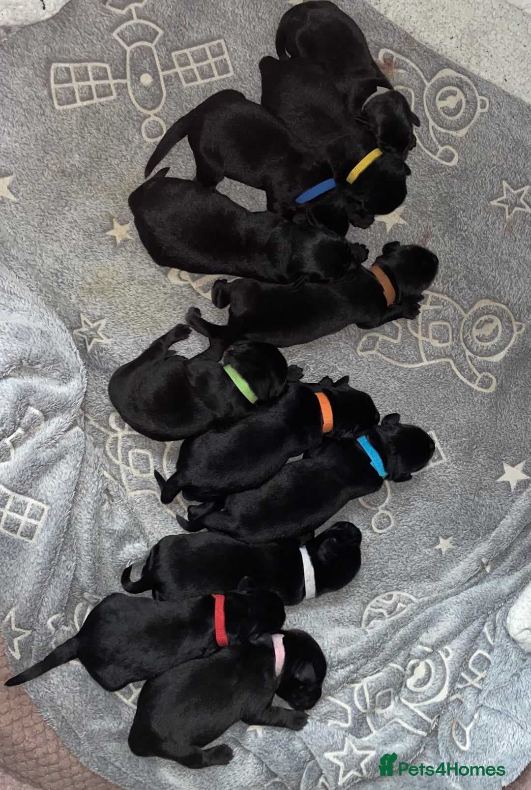 Mixed Breed dogs for sale: YOUR NEW BEST FRIEND IS WAITING!  - Image 39