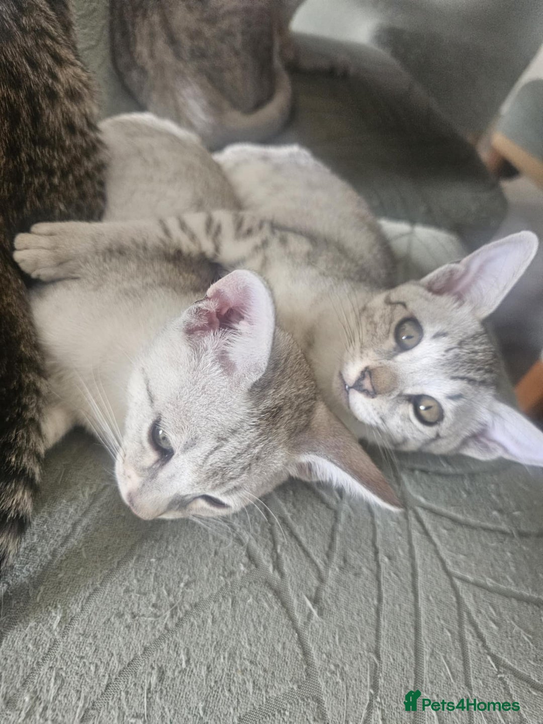 Savannah cats for sale: Savannah F6 kittens *Last one Left* - Image 25