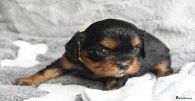 Cavalier King Charles Spaniel dogs - Advert 12
