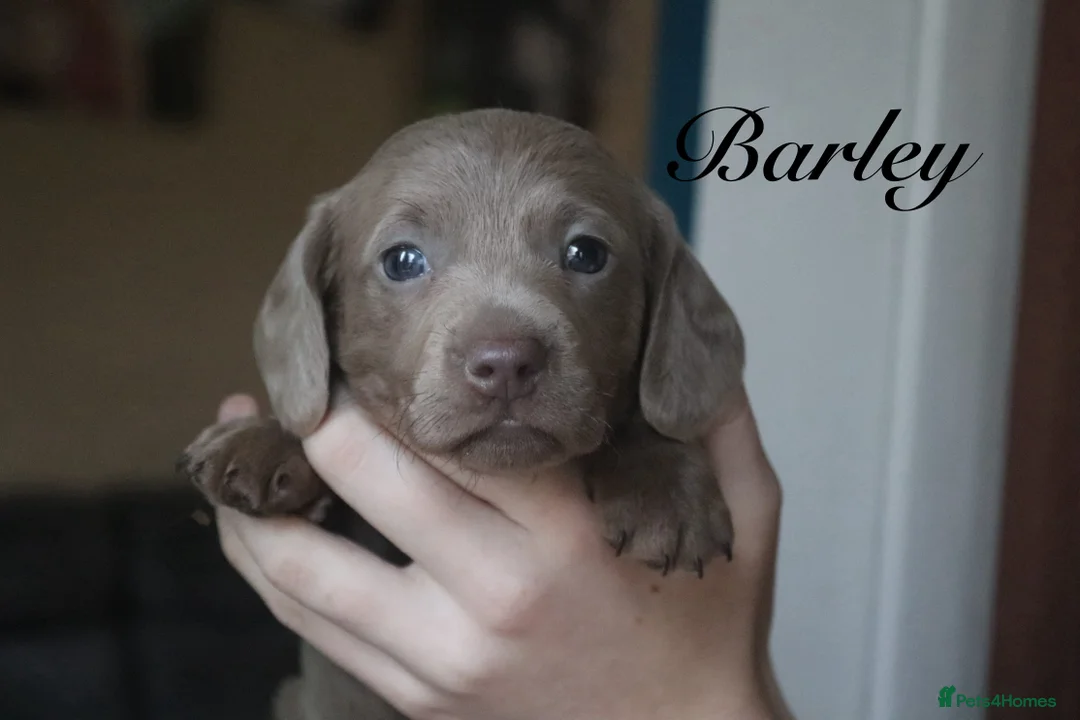 Miniature Dachshund dogs for sale: Miniature Dachshund pups❤️ - Advert 1