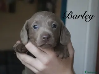 Miniature Dachshund dogs Miniature Dachshund pups❤️ - Advert 5