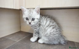 British Shorthair cats for sale: STUNNING British Shorthair Kittens Silver Tabbies - Image 11