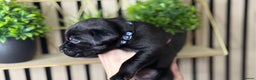 Labrador Retriever dogs for sale: Labrador puppies   - Advert 18