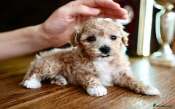 Maltipoo dogs for sale: Maltipoo mini boys and girls - Image 13