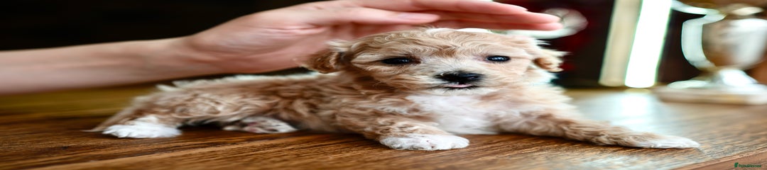 Maltipoo Puppy 5