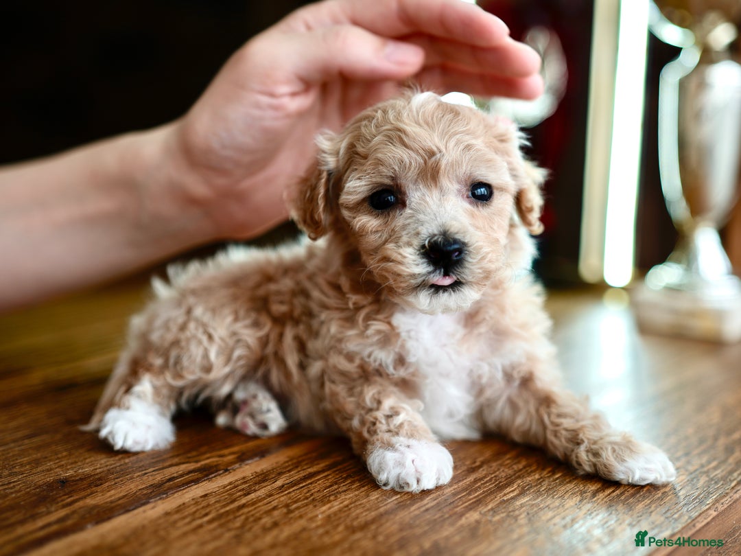 Maltipoo dogs for sale: Maltipoo mini boys and girls - Image 13