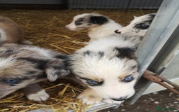 Border Collie dogs for sale: Collie puppies blue Merle and red Merle  - Image 2