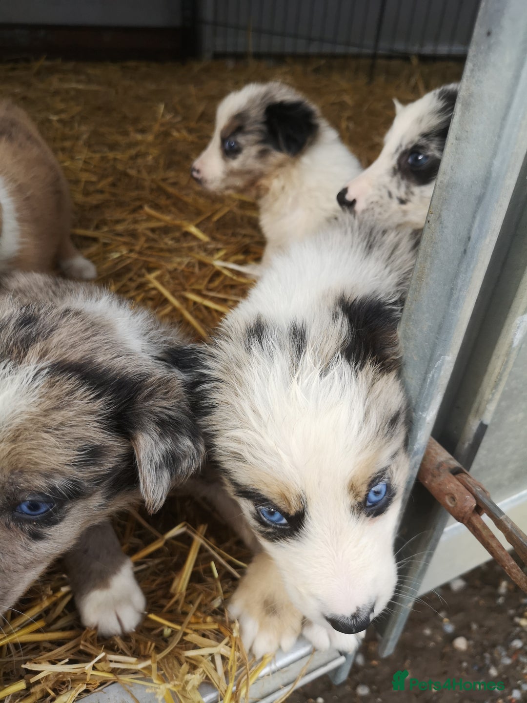 Border Collie dogs for sale: Collie puppies blue Merle and red Merle  - Image 2