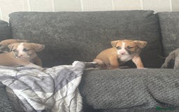 Mixed Breed dogs for sale: Pressa x American bulldog pups  - Image 10