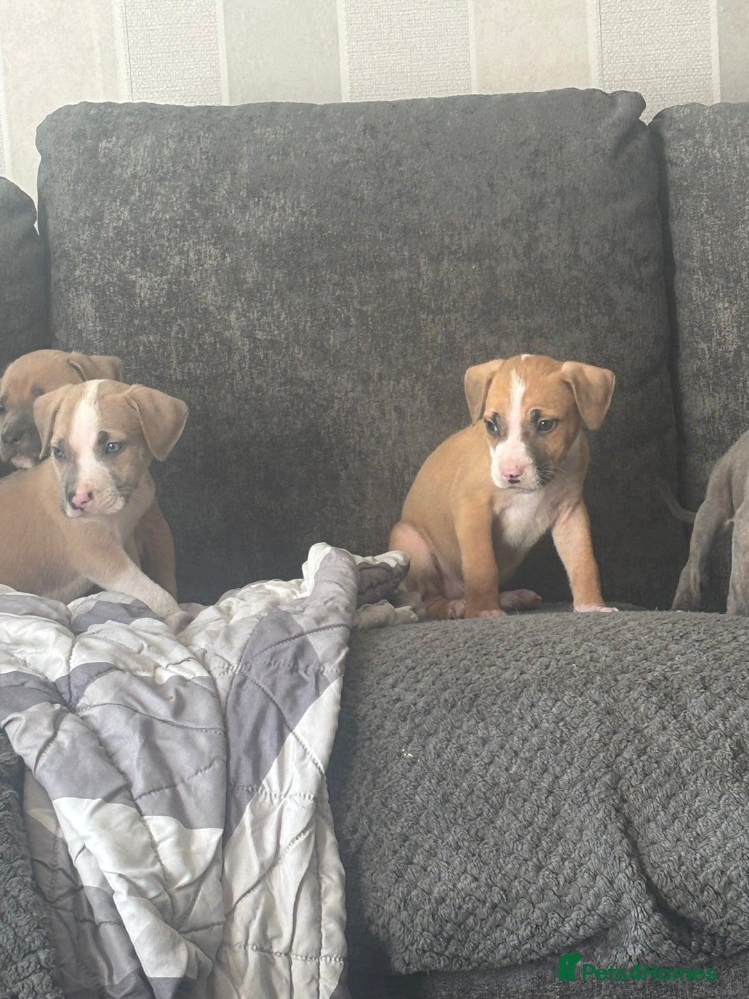 Mixed Breed dogs for sale: Pressa x American bulldog pups  - Image 10