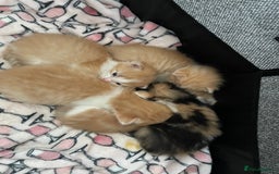 Ragdoll cats for sale: Ragdoll Kittens  - Image 1