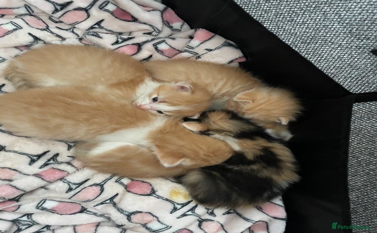Ragdoll cats - Advert 1