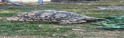Tortoise reptiles for sale: Jeffrey and Dahma - Advert 3