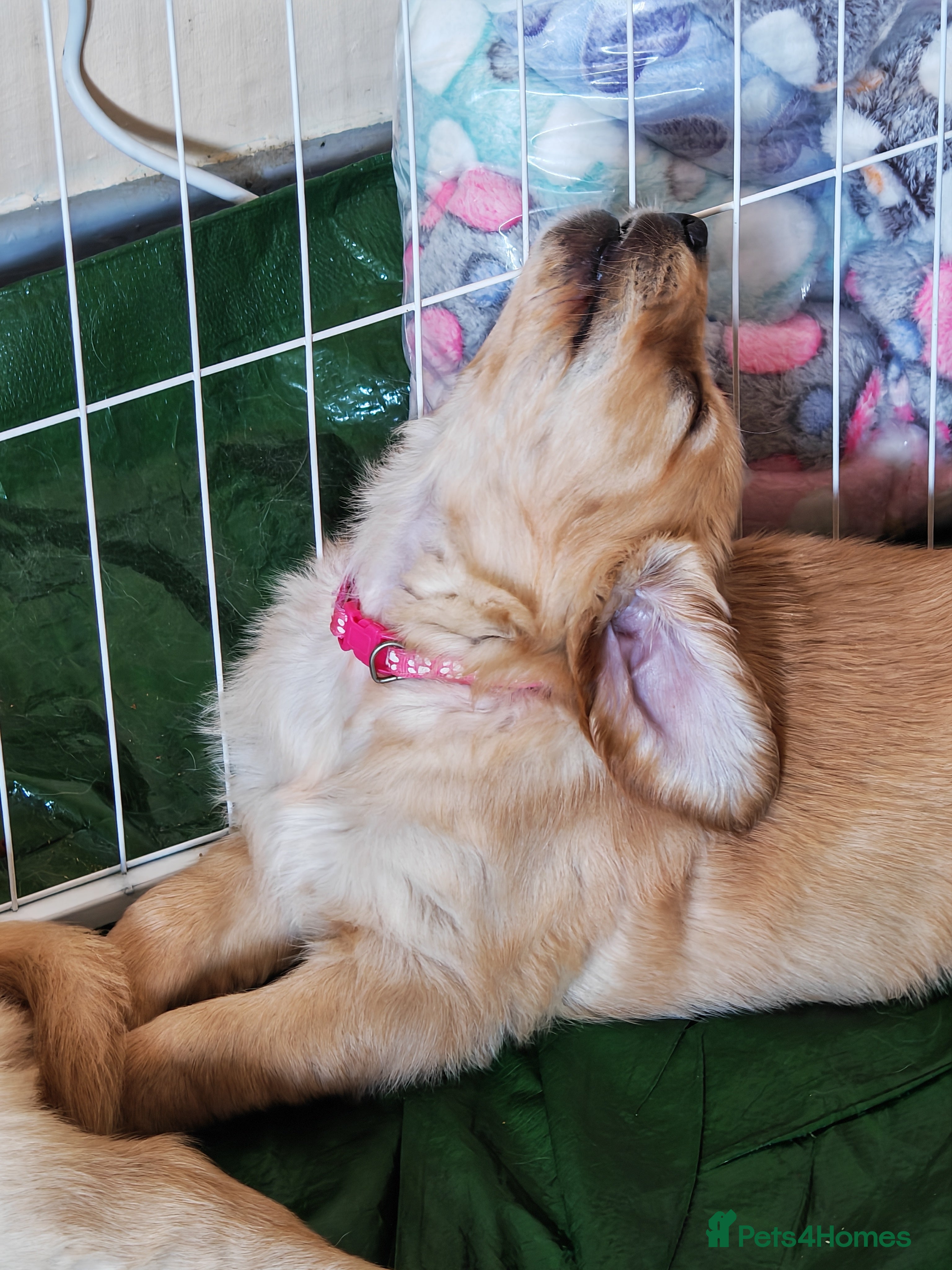 Golden Retriever dogs READY TO RESERVE  - Advert 2