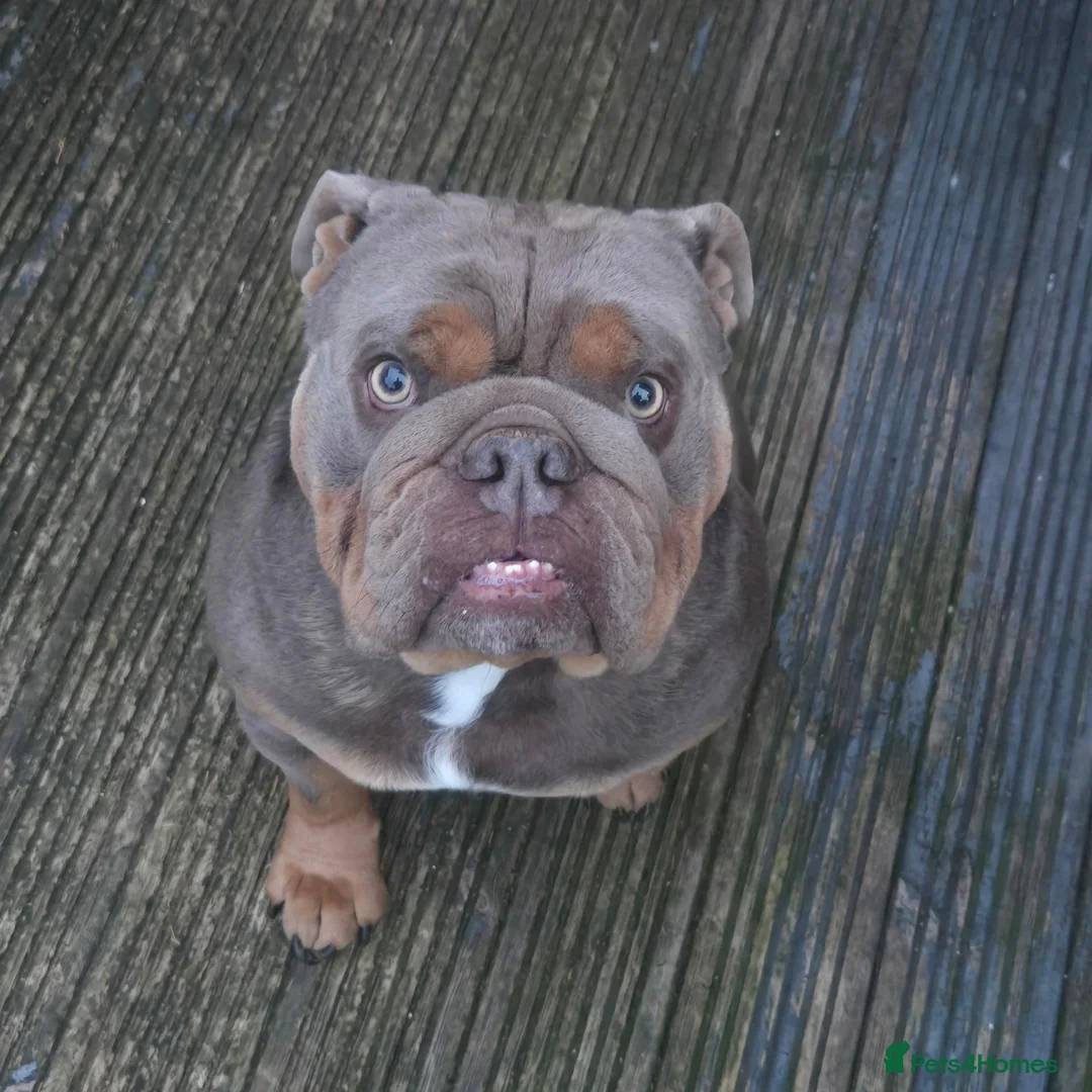 English Bulldog dogs for stud: English bull dog full pedigree kc register stud  in Nottingham - Advert 2