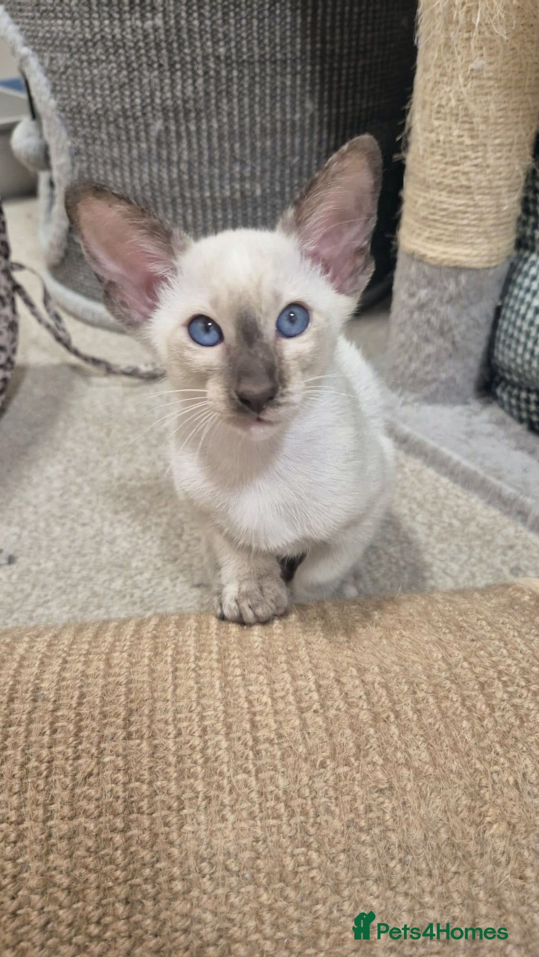 Siamese cats for sale: GCCF Registered Chocolate Tortie Siamese Girl. - Advert 14