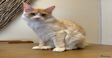 Maine Coon cats - Advert 13
