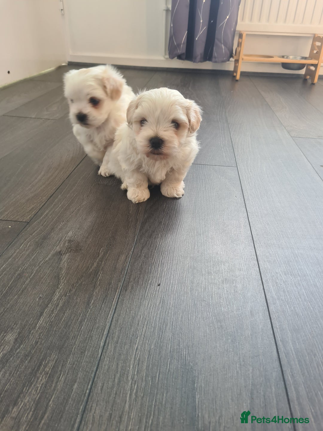 Bichon Frise dogs for sale: 4 boys and 1 girl. - Image 7