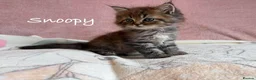 Perdoll cats for sale: Absolutely beautiful Perdoll Kittens  - Advert 8