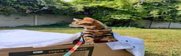 Bengal cats for sale: 2 Year Old Friendly Bengal Female  in London - Advert 4