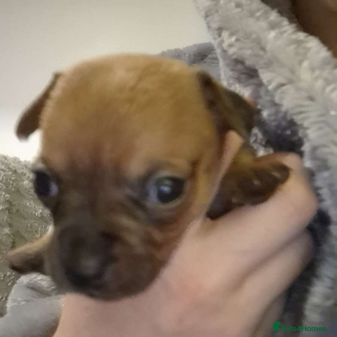 Mixed Breed dogs for sale: Adorable Frenchie Chiweenie Puppies - Advert 5