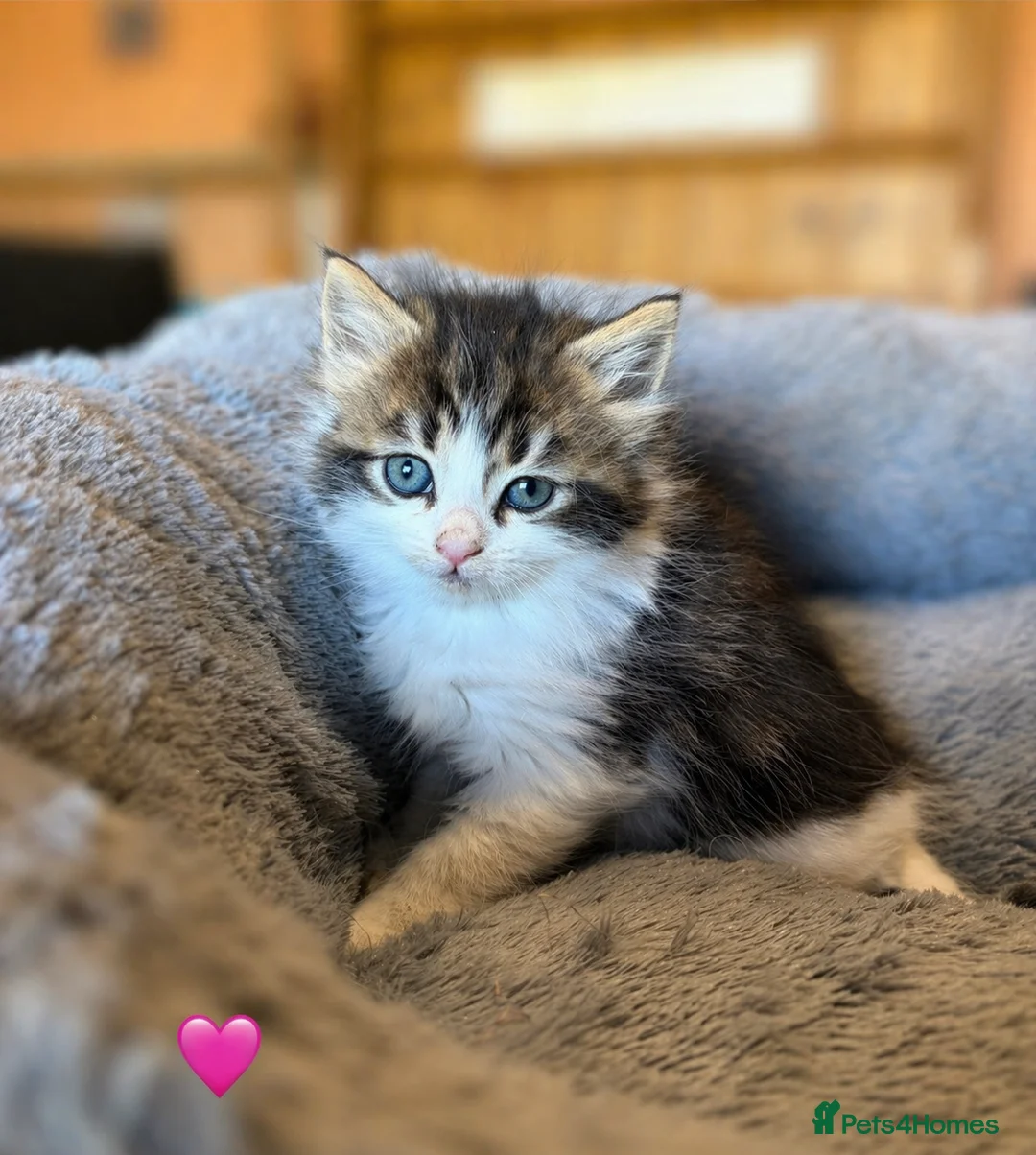 Domestic Shorthair cats for sale: Domestic shorthair kittens - Advert 2