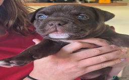 Mixed Breed dogs for sale: Pocket bully cross Chow Chow puppies for sale - Image 25