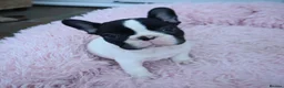 French Bulldog dogs for sale: KC reg. Crufts & International Champion breeding  in Baldock - Advert 3