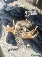 Bengal cats - Advert 7