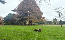 Mixed Breed dogs for stud: Meet Wilbur – Our 1/1 Cocker Spaniel x Dachshund - Image 11