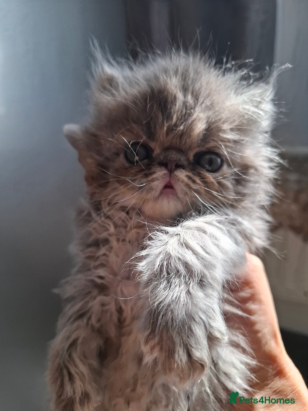 Persian cats for sale: Blue Persian kittens  - Image 7