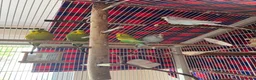 Budgerigars birds for sale: 5 Male Budgies for Good Home in Colchester - Advert 1