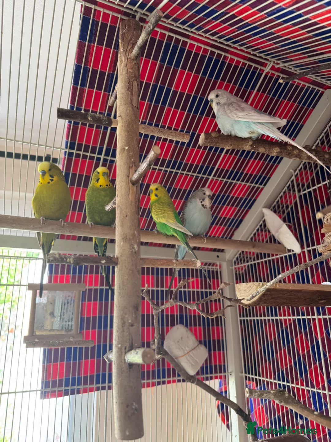 Budgerigars birds for sale: 5 Male Budgies for Good Home in Colchester - Advert 1