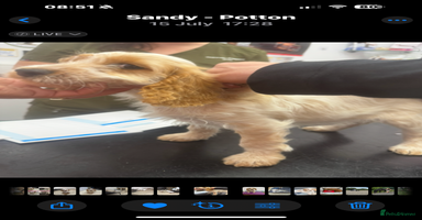 Cockapoo dogs - Advert 3