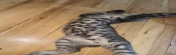 British Shorthair cats for sale: BSH CROSS KITTEN  - Advert 3