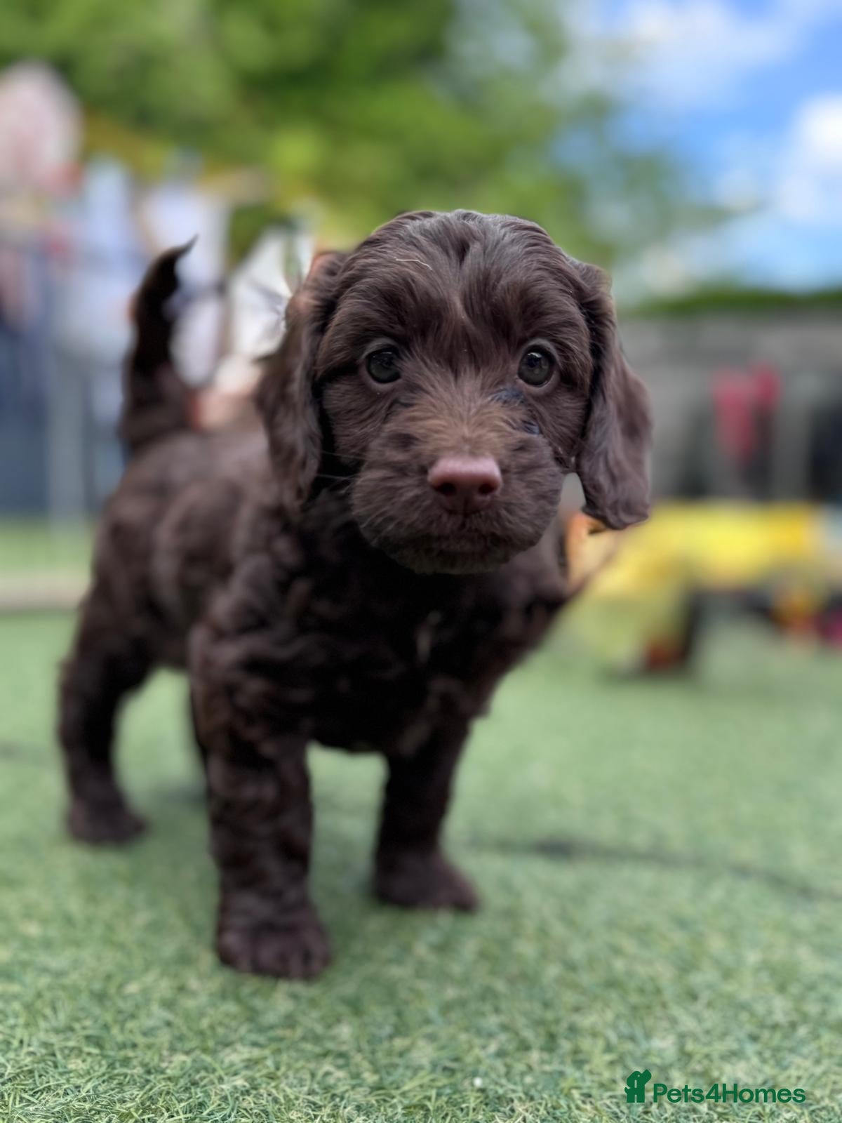 Cockapoo dogs  Absolutely stunning  F1b chocolate cockapoos  - Advert 2