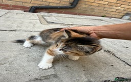 Mixed Breed cats for sale: loved and cared for kittens looking for new home🥹 - Image 13