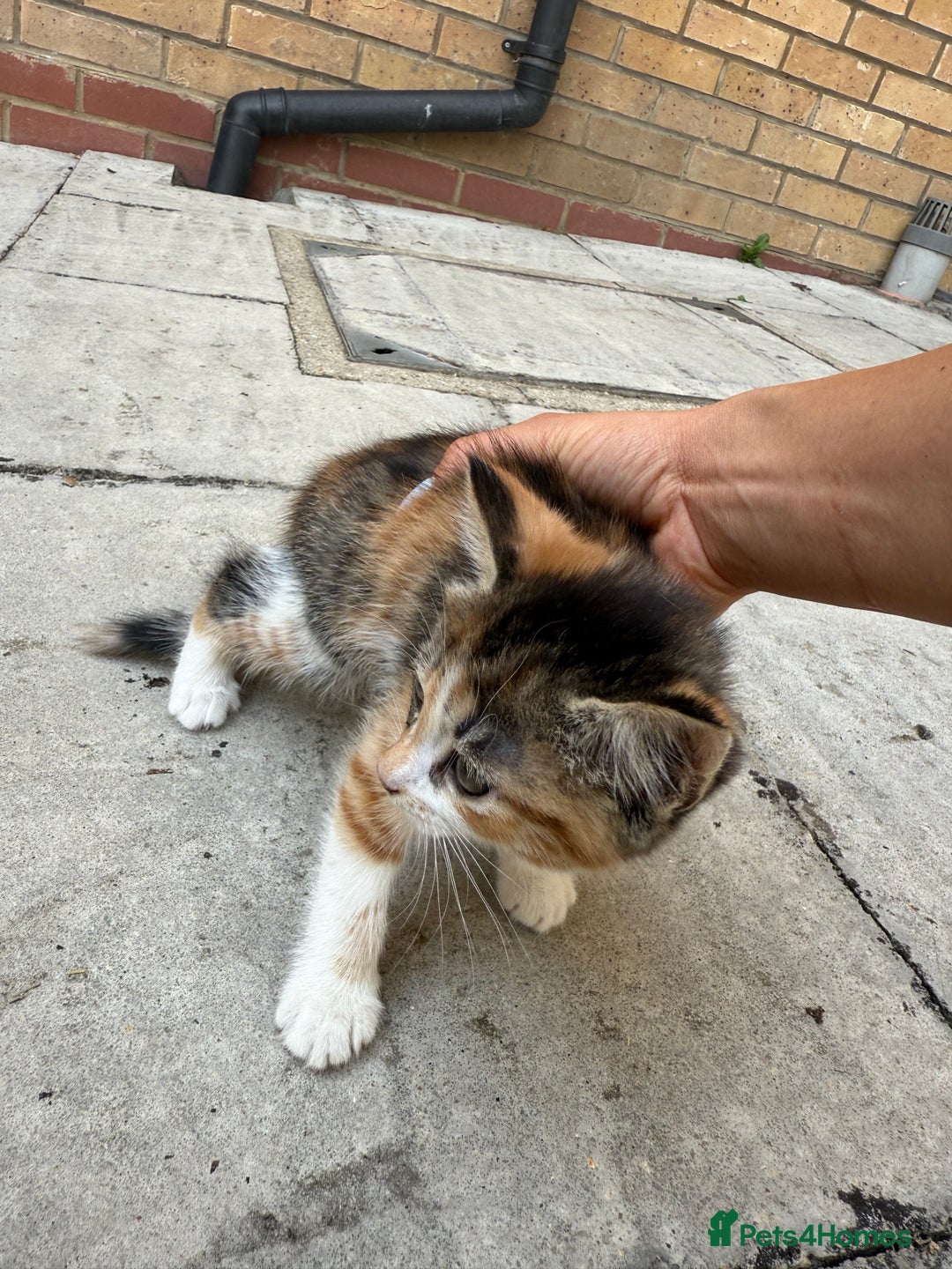 Mixed Breed cats for sale: loved and cared for kittens looking for new home🥹 - Image 13