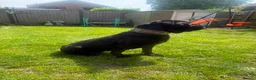 Cane Corso dogs for sale: Female cane corso  - Advert 7
