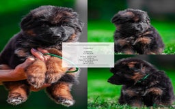 German Shepherd dogs for sale: 😍Little Paws Big Heart😍gsd puppies longhaired😍 - Image 8