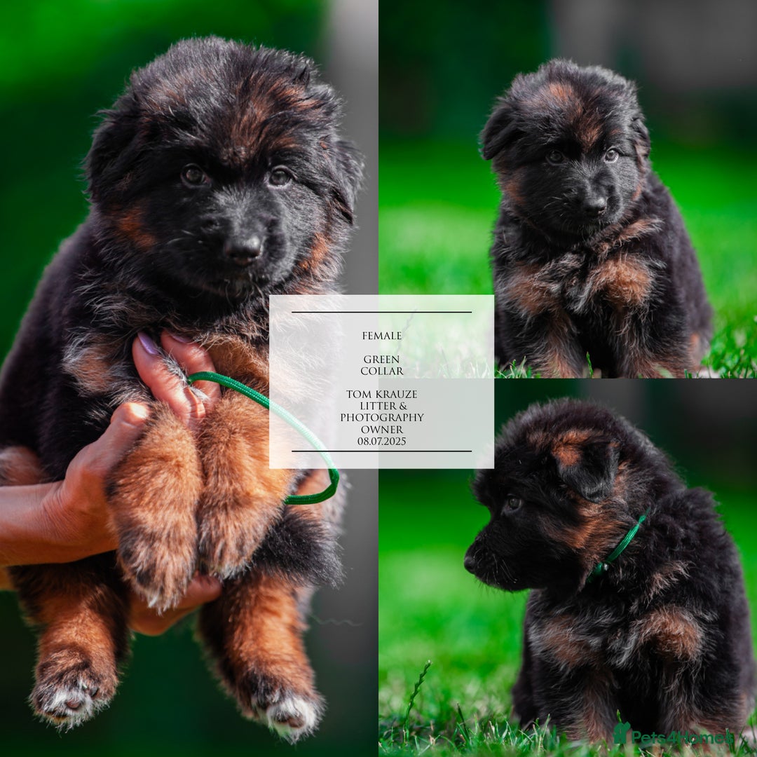 German Shepherd dogs for sale: 😍Little Paws Big Heart😍gsd puppies longhaired😍 - Image 8