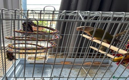 Conures birds for sale: Pineapple Conure - Advert 3