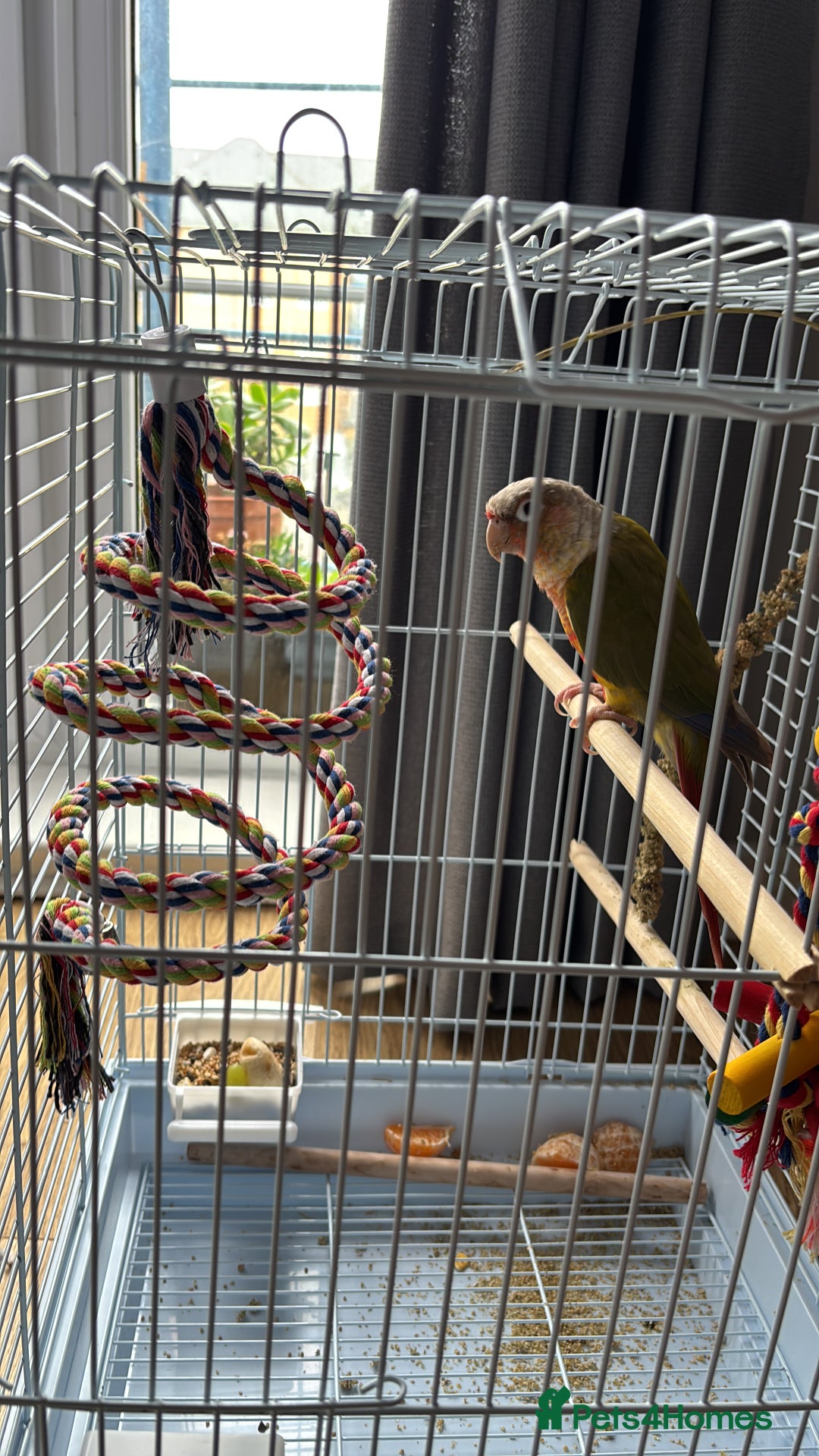 Conures birds for sale: Pineapple Conure - Advert 3